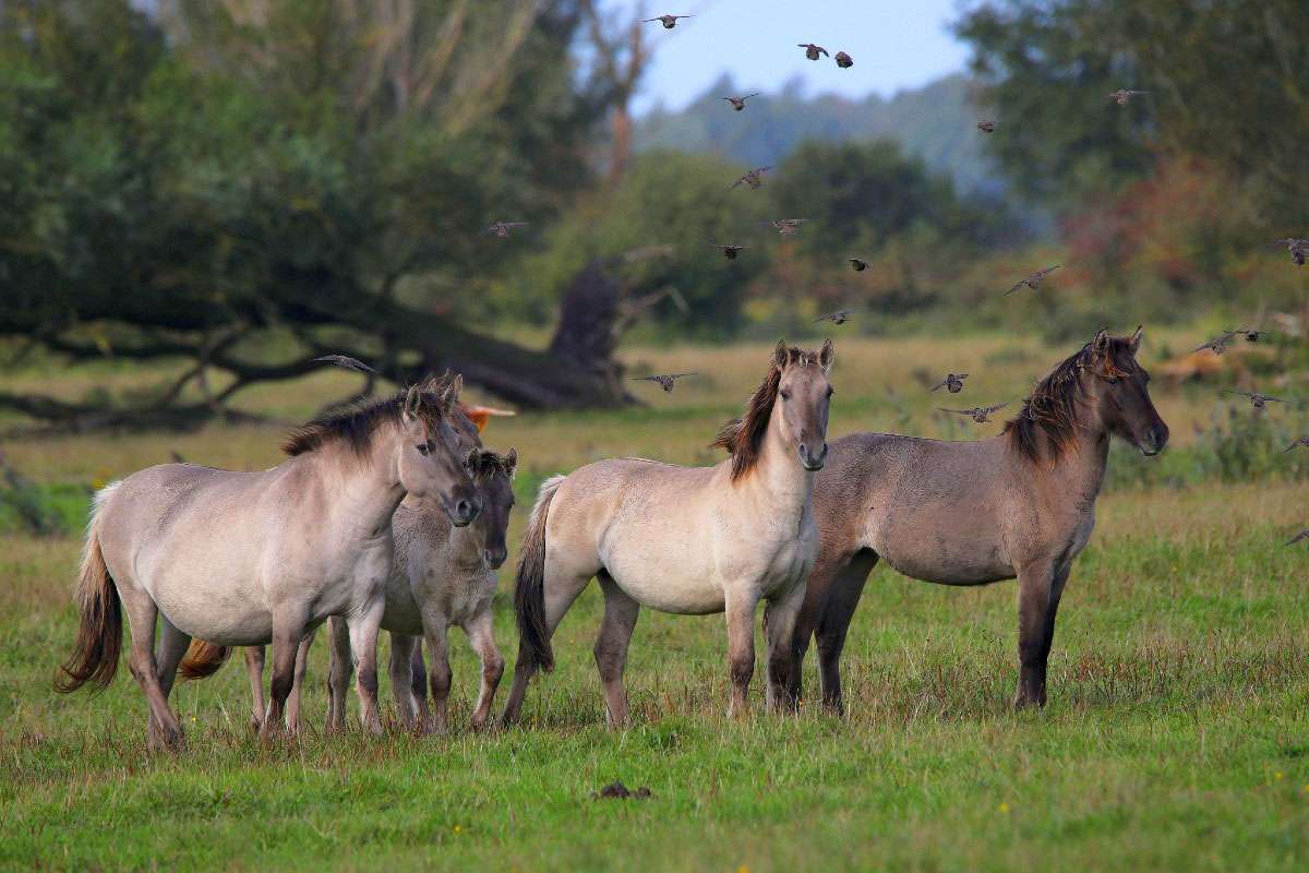 Wildpferde, (c) Ulrich Köller/NABU-naturgucker.de