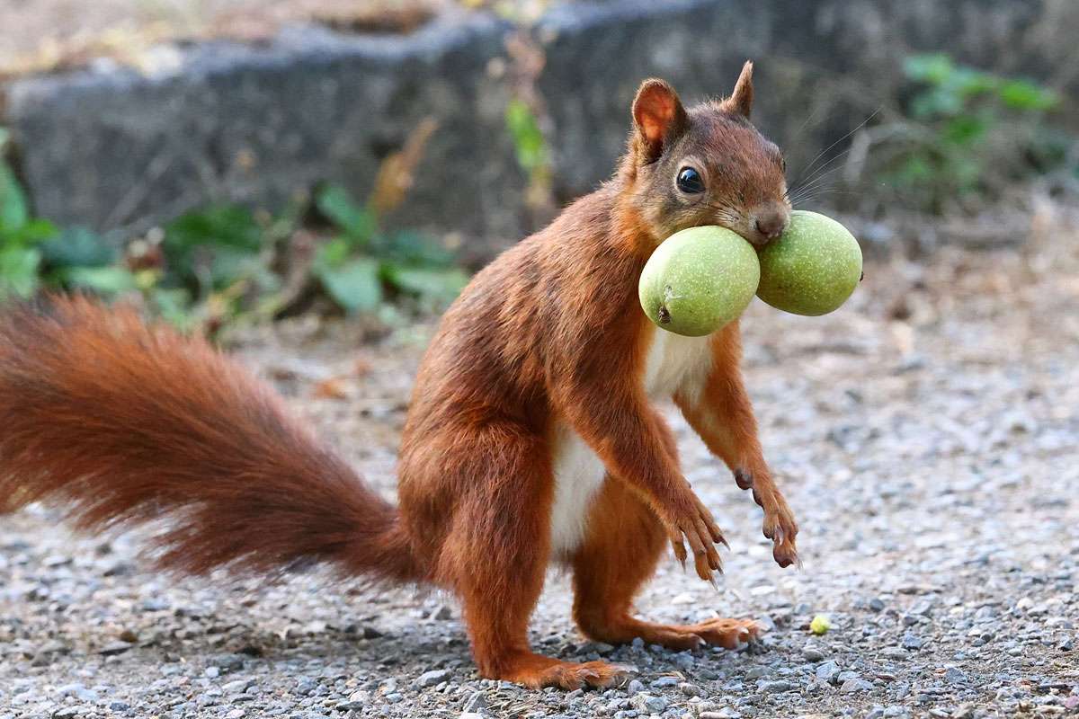 Eichhörnchen (Sciurus vulgaris) mit Nüssen, (c) Ulrich Köller/NABU-naturgucker.de