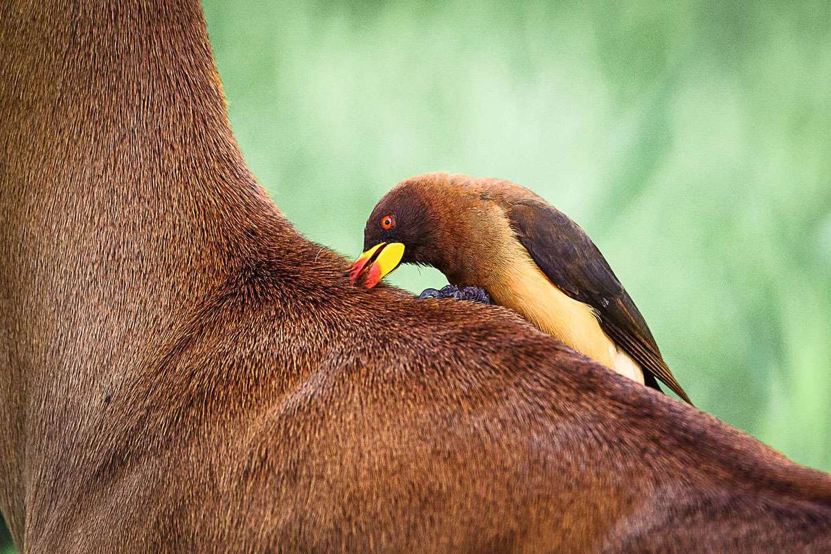 Der Gelbschnabel-Madenhacker (Buphagus africanus) auf einem großen Säugetier, (c) Simon Reiss/NABU-naturgucker.de