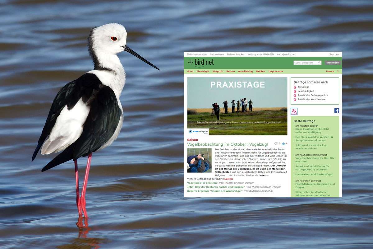 Birdnet-Naturjournal und ein Stelzenläufer (Himantopus himantopus), Foto des Vogels (c) Gaby Schulemann-Maier/NABU-naturgucker.de