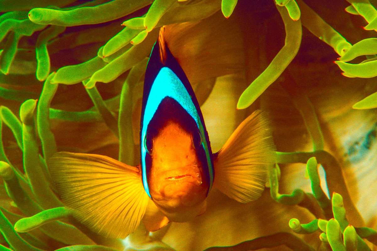 Partnerschaft im Meer: Rotmeer-Anemonenfisch (Amphiprion bicinctus) in seiner Anemone, (c) Volker Siegel/NABU-naturgucker.de