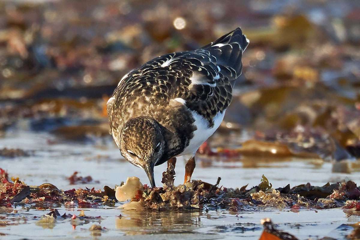 Steinwälzer (Arenaria interpres) sucht Nahrung, (c) Sabine Frey/NABU-naturgucker.de