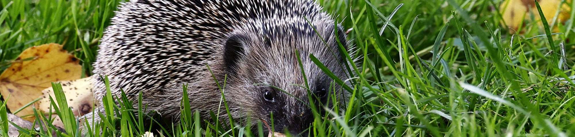 Westeuropäischer Igel (Erinaceus europaeus), (c) Ulrich Köller/NABU-naturgucker.de