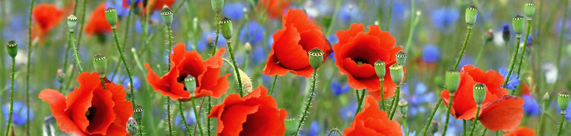 Klatschmohn (Papaver rhoeas), (c) Sabine Frey/NABU-naturgucker.de