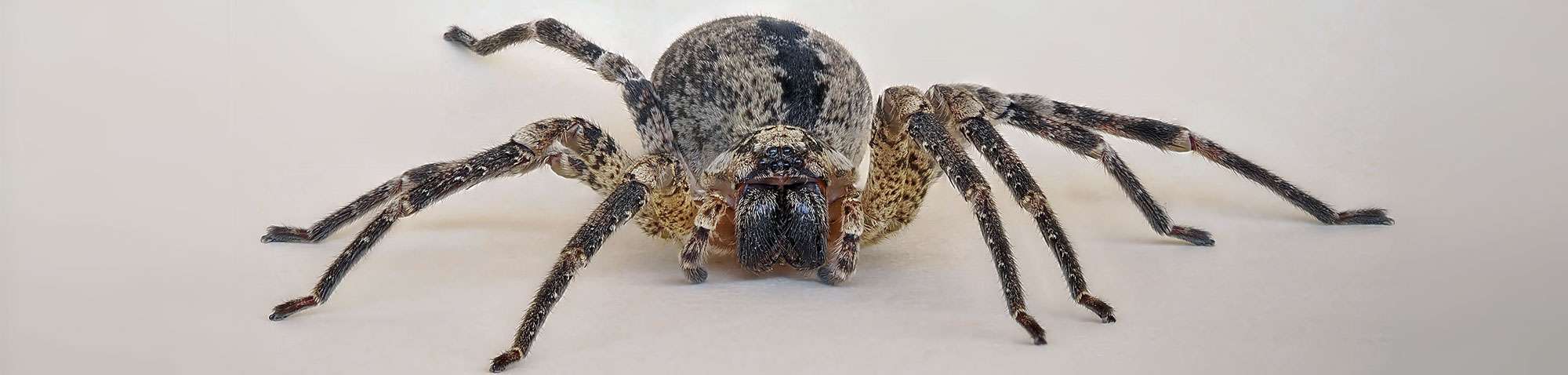 Nosferatu-Spinne (Zoropsis spinimana), (c) Sonja Hahn/NABU-naturgucker.de