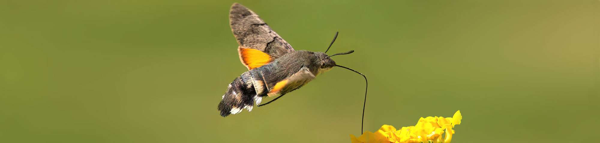 Taubenschwänzchen, (c) Michael Wüst/NABU-naturgucker.de