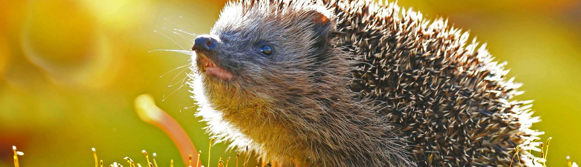 Westeuropäischer Igel (Erinaceus europaeus), (c) Lutz Klapp/NABU-naturgucker.de