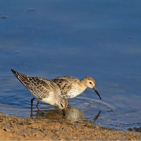 Alpenstrandläufer (Calidris alpina), (c) Jürgen Podgorski/NABU-naturgucker.de