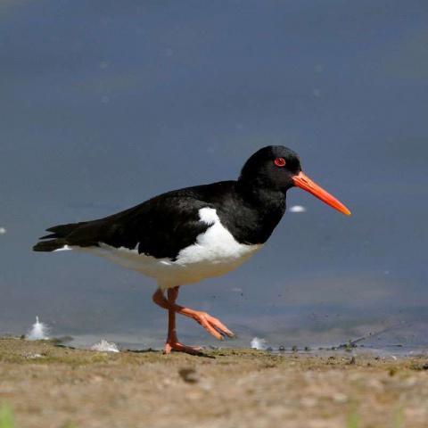 Austernfischer (Haematopus ostralegus), (c) Jürgen Podgorski/NABU-naturgucker.de