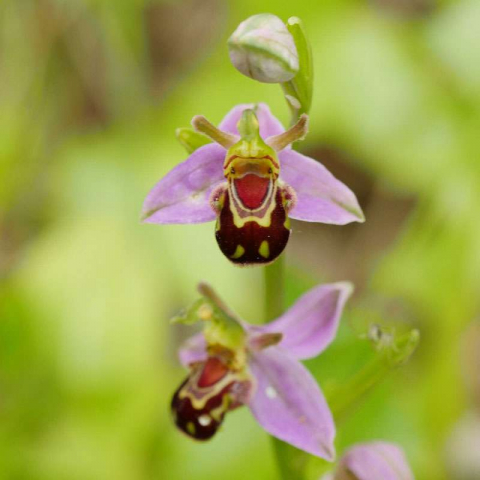 Bienen-Ragwurz (Ophrys apifera), (c) Dr. Max Seyfried/NABU-naturgucker.de