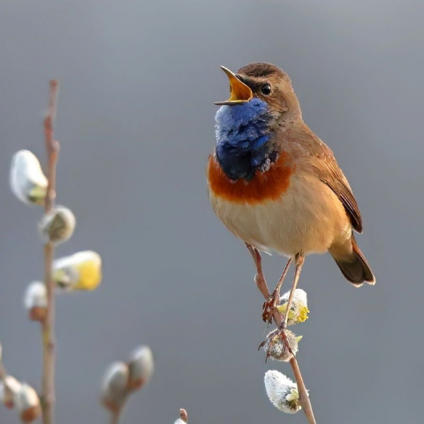 Blaukehlchen (Cyanecula svecica), (c) Ulrich Köller/NABU-naturgucker.de