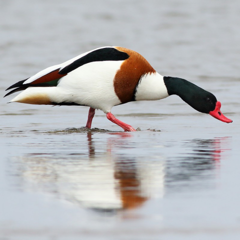 Brandgans (Tadorna tadorna), (c) Regine Schadach/NABU-naturgucker.de