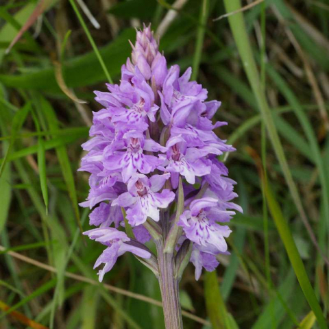 Violett blühende O'Kellys Fingerwurz (Dactylorhiza okellyi), (c) Dr. Max Seyfried/NABU-naturgucker.de