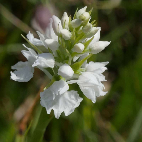 Weiß blühende O'Kellys Fingerwurz (Dactylorhiza okellyi), (c) Dr. Max Seyfried/NABU-naturgucker.de