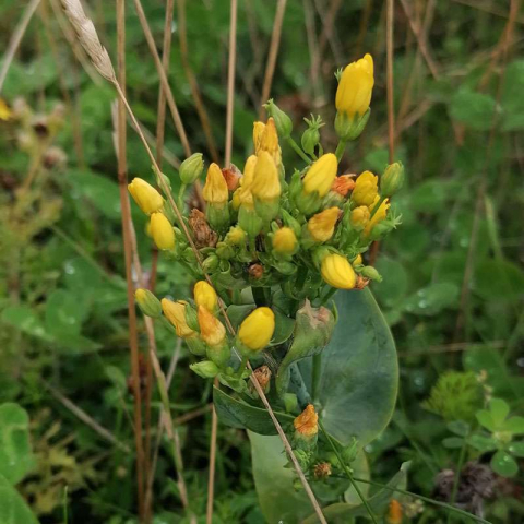 Durchwachsenblättriger Bitterling (Blackstonia perfoliata agg.), (c) Richard Hackländer/NABU-naturgucker.de