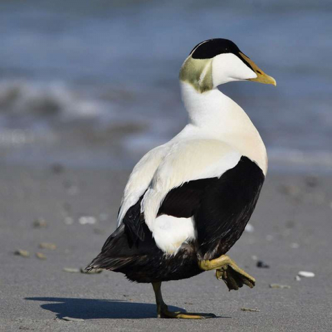 Männliche Eiderente (Somateria mollissima), (c) Ralph Bergs/NABU-naturgucker.de