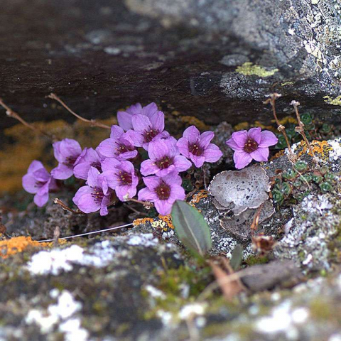 Gegenblättriger Steinbrech (Saxifraga oppositifolia), (c) Roland Schlegel/NABU-naturgucker.de