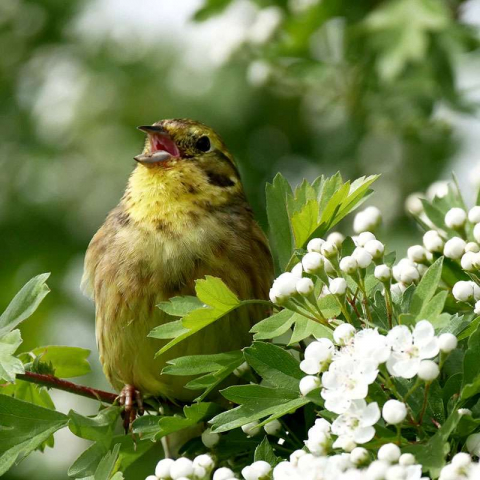 Goldammer (Emberiza citrinella), (c) Thomas Griesohn-Pflieger