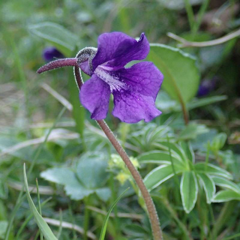 Großblütiges Fettkraut (Pinguicula grandiflora), (c) Dieter Schneider/NABU-naturgucker.de