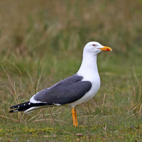 Heringsmöwe (Larus fuscus), (c) Monika Podgorski/NABU-naturgucker.de