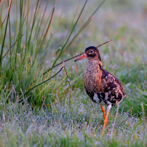 Kampfläufer (Calidris pugnax), (c) Jürgen Podgorski/NABU-naturgucker.de