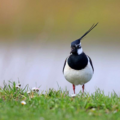 Kiebitz (Vanellus vanellus), (c) Jürgen Podgorski/NABU-naturgucker.de