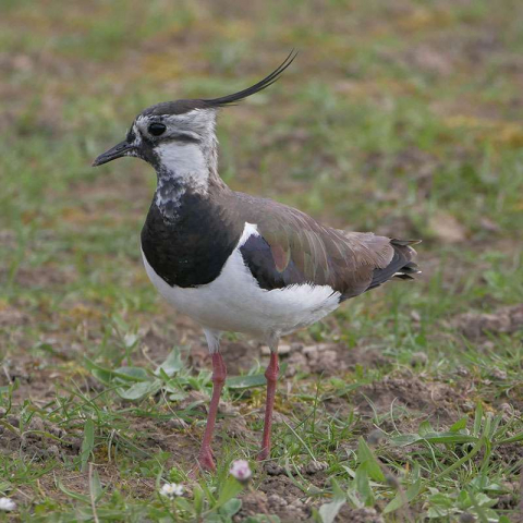 Kiebitz (Vanellus vanellus), (c) Thomas Griesohn-Pflieger