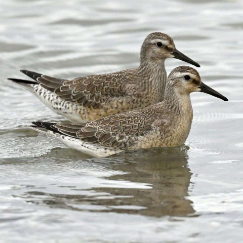 Zwei Knutts (Calidris canutus), (c) Peter Trentz/NABU-naturgucker.de