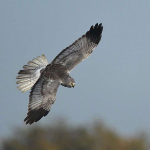 Männliche Kornweihe (Circus cyaneus), (c) Christian Wiesmann/NABU-naturgucker.de