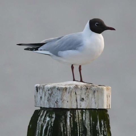 Lachmöwe (Larus ridibundus) im Prachtkleid, (c) Ralph Bergs/NABU-naturgucker.de