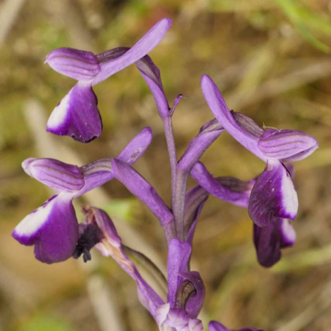 Langsporniges Knabenkraut (Anacamptis longicornu), (c) Dr. Max Seyfried/NABU-naturgucker.de