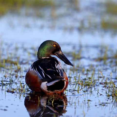 Männliche Löffelente (Spatula clypeata), (c) Jürgen Podgorski/NABU-naturgucker.de