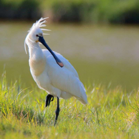 Löffler (Platalea leucorodia), (c) Ursula Spolders/NABU-naturgucker.de