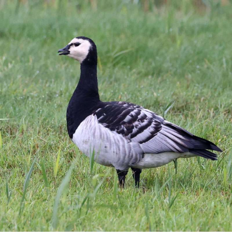 Nonnengans (Branta leucopsis), (c) Ulrich Köller/NABU-naturgucker.de