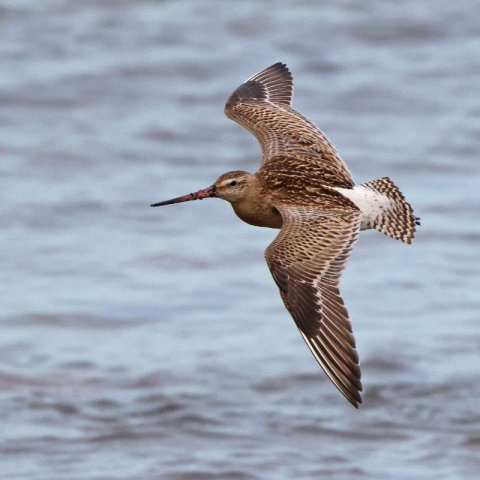 Pfuhlschnepfe (Limosa lapponica), (c) Jürgen Podgorski/NABU-naturgucker.de