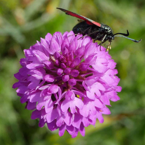 Pyramiden-Hundswurz (Anacamptis pyramidalis), (c) Dr. Max Seyfried/NABU-naturgucker.de