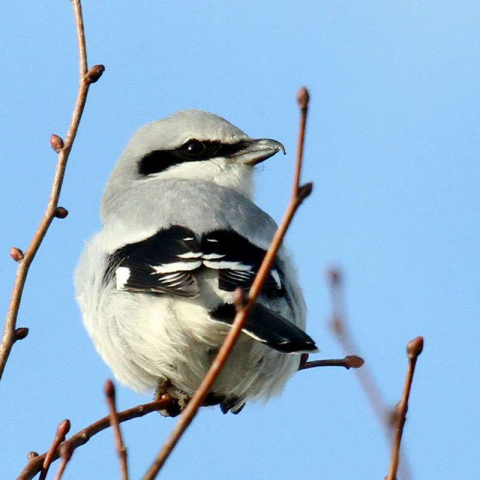 Raubwürger (Lanius excubitor), (c) Oskar Jungklaus/NABU-naturgucker.de