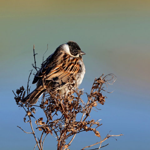 Männliche Rohrammer (Emberiza schoeniclus), (c) Jürgen Podgorski/NABU-naturgucker.de