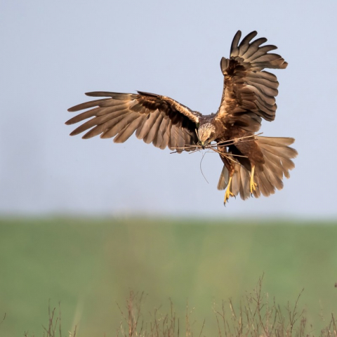 Rohrweihe (Circus aeruginosus), (c) Axel Aßmann/NABU-naturgucker.de