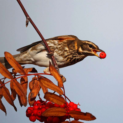 Rotdrossel (Turdus iliacus), (c) Jürgen Podgorski/NABU-naturgucker.de