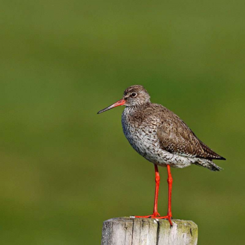 Rotschenkel (Tringa totanus), (c) Jürgen Podgorski/NABU-naturgucker.de