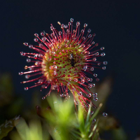 Rundblättriger Sonnentau (Drosera rotundifolia), (c) Ulrich Sach/NABU-naturgucker.de