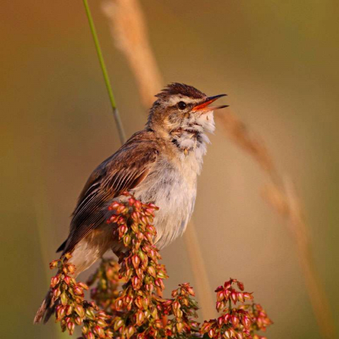 Schilfrohrsänger (Acrocephalus schoenobaenus), (c) Jürgen Podgorski/NABU-naturgucker.de