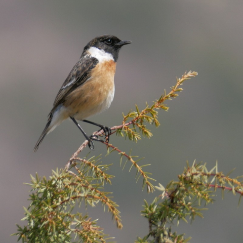 Männliches Europäisches Schwarzkehlchen (Saxicola torquatus), (c) Thomas Griesohn-Pflieger