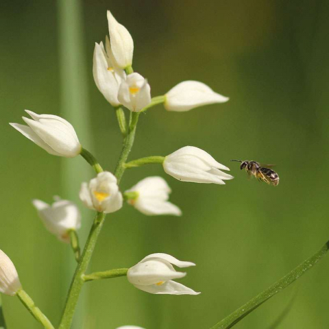 Schwertblättriges Waldvögelein (Cephalanthera longifolia), (c) Carsten Sekula/NABU-naturgucker.de