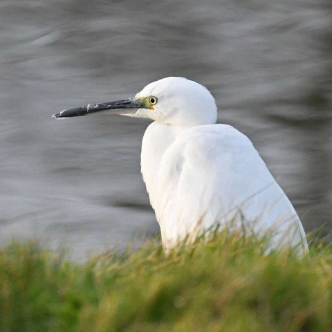 Seidenreiher (Egretta garzetta), (c) Harald Bott/NABU-naturgucker.de