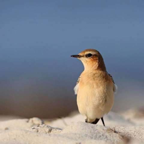 Steinschmätzer (Oenanthe oenanthe), (c) Jürgen Podgorski/NABU-naturgucker.de