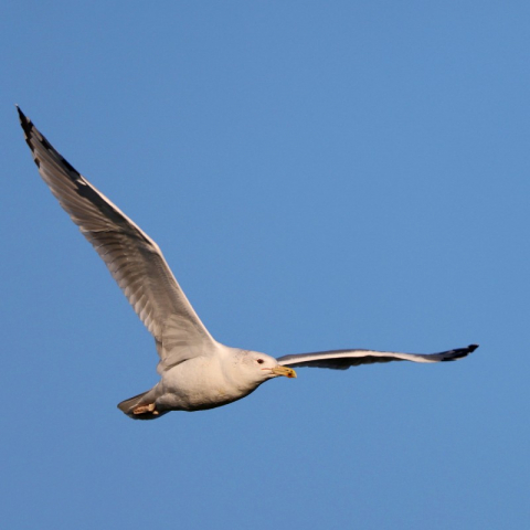 Steppenmöwe (Larus cachinnans), (c) Jürgen Podgorski/NABU-naturgucker.de