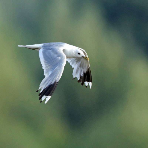 Sturmmöwe (Larus canus), (c) Jürgen Podgorski/NABU-naturgucker.de