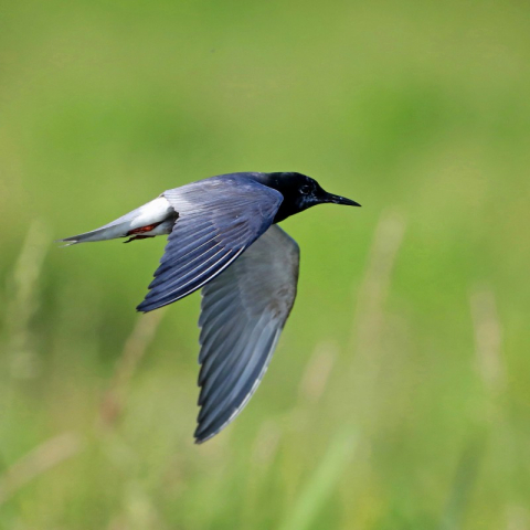 Trauerseeschwalbe (Chlidonias niger), (c) Jürgen Podgorski/NABU-naturgucker.de